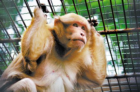 猴子 白毛 动物 野生动物 手势 灵长类动物 哺乳动物 自然 动物园 – 高图网-免费无版权高清图片下载