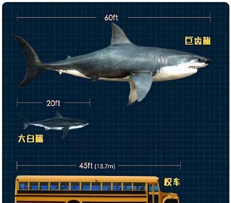 最大的鱼类：鲸鲨(体长最长可达20米)_奇趣解密网