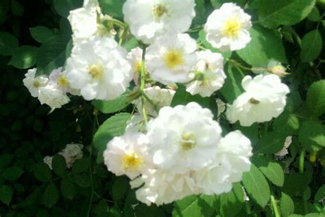 白蔷薇的花语 - 养花大全