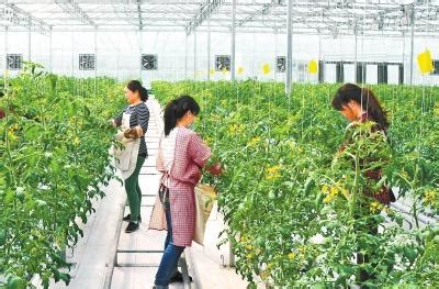 创新“互联网+农业”模式，推动农业绿色发展 - 行业新闻 - 北京东方迈德科技有限公司