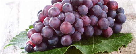 中原地区种植葡萄始于什么朝代 - 生活百科 - 微文网