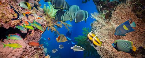 海底世界图片-美丽多彩的海底世界素材-高清图片-摄影照片-寻图免费打包下载