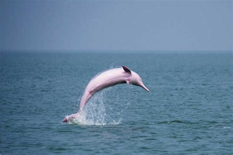 科学网—去三娘湾看中华白海豚 - 姚卫建的博文