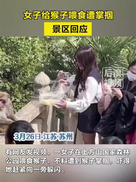 女子给猴喂食遭掌掴，景区回应_手机新浪网