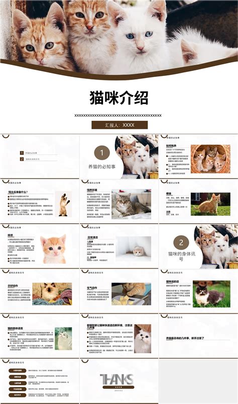小猫摄影图__家禽家畜_生物世界_摄影图库_昵图网nipic.com