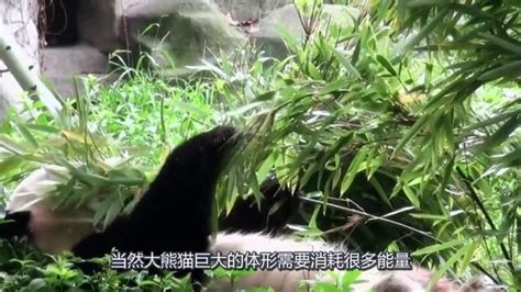 成年大熊猫没有天敌，憨厚可掬的大熊猫战斗力到底有多强？