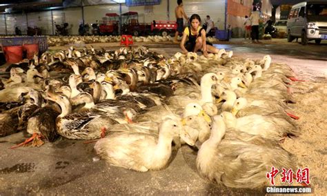 广西中元节鸭子生意好-广西高清图片-中国天气网