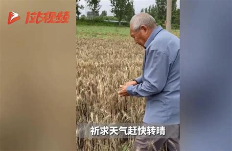 河南麦收季遭遇“烂场雨”，灾情如何？怎样应对？_凤凰网