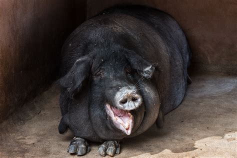 big pig in forest closeup Stock Photo - Alamy