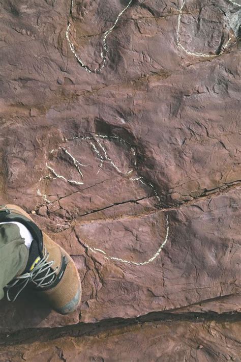 浙江自然博物馆发现我省最早的恐龙足迹化石-在线首页-浙江在线