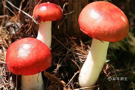 红菇的功效与作用吃法 红菇的好处及食用方法_彩牛养生