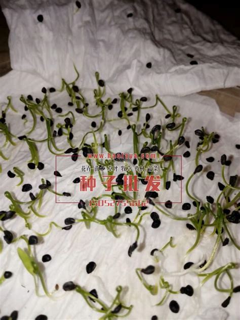 韭菜种子南方四季播种籽种盆栽种籽种孑-淘宝网