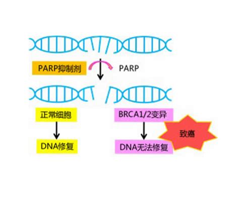 Science：《科学》癌症特刊—PARP抑制剂深度盘点-MedSci.cn