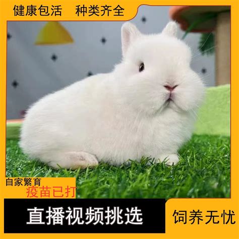 养侏儒兔为啥后悔 侏儒兔如何看纯不纯|宠物百科|奇说-红叶网