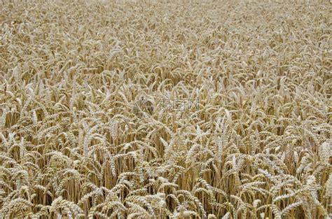 农业植物小麦田背景图一个带金籽的小麦田背景情况场高清图片下载-正版图片307616914-摄图网