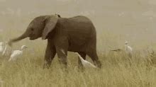 大象吃香蕉真不客气！不但连皮吃，连绳子也一起吃掉