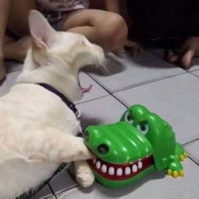 搞笑宠物头像非主流