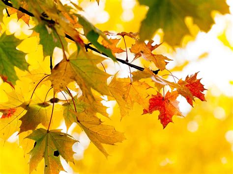 关于秋天树叶的资料-关于秋天的树叶的资料，重点写出颜色、型状、气味
