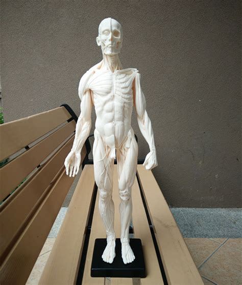 4DMASTER 人体解剖拼装模型 生物教学模型教具 全身透明人26070-阿里巴巴