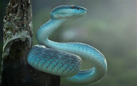 江西村民发现罕见双头蛇 首尾各一个头 - 奇闻图片 - 奇趣闻