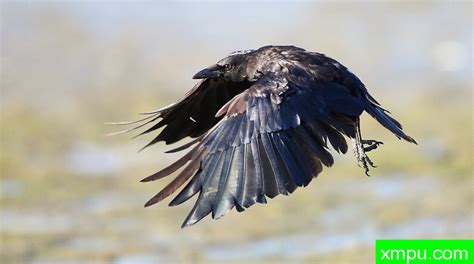 飞翔的黑乌鸦图片,飞翔的黑乌鸦介绍,飞翔的黑乌鸦百科-动植物