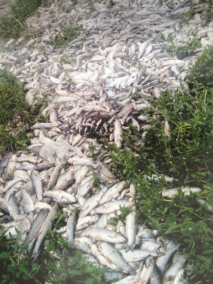 白洋淀上游百亩养鱼场水质变黑臭 5万多斤鱼死亡-搜狐新闻