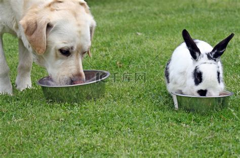 狗和兔子高清摄影大图-千库网