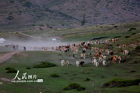 阿勒泰地区“科技助力乡村振兴特色种养殖”现场观摩培训会在青河县举办-新疆维吾尔自治区科学技术协会