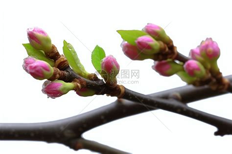 粉色桃花满枝头高清图片下载_红动中国
