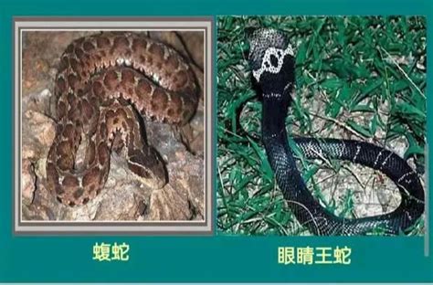被蛇咬的伤口的图片分享，了解毒蛇还是无毒蛇咬伤特征！_蛇的图片_毒蛇网