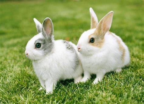小白兔和小灰兔 - 搜狗百科