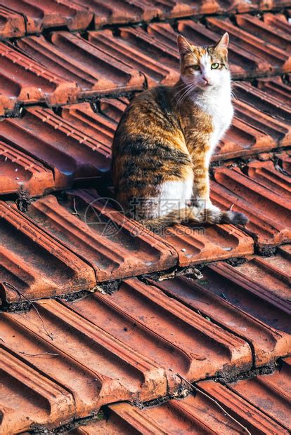 另一幅屋顶上流浪街头猫的肖像高清图片下载-正版图片307109760-摄图网