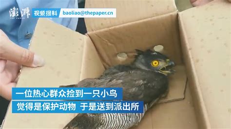 宣城：市民捡到的受惊小鸟竟是保护动物 民警喂食放归山林！凤凰网安徽_凤凰网
