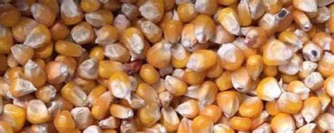 老品种玉米,深山发现老品种玉米,老玉米是指哪种玉米_大山谷图库