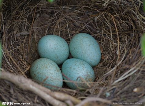 余姚村民家里发现天蓝色鸟蛋，你认识吗？