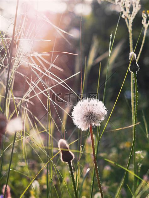 阳光明媚的夏日田野上的花朵 高清摄影大图-千库网