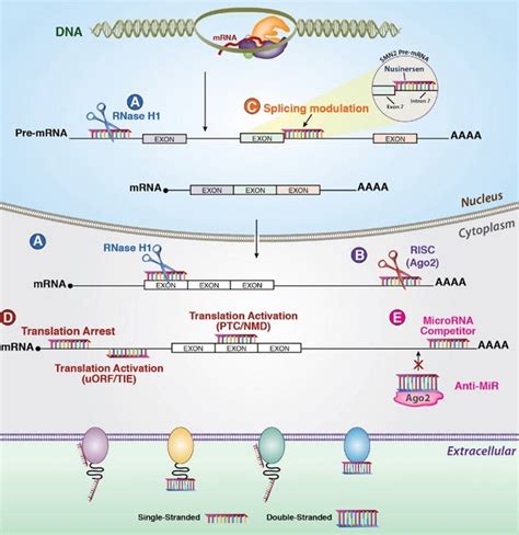 RNA编辑：肿瘤和遗传疾病治疗的新选择_生物器材网