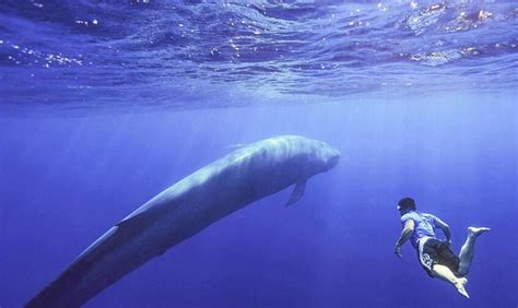 南极动物——鲸篇_旅行百科_行之悦旅行|旅行改变视野