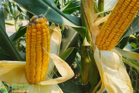 10个最好夏播玉米品种 - 惠农网