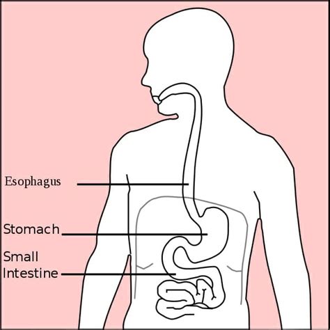 Stomach (Anatomy): Definition, Function, Structure | Biology Dictionary
