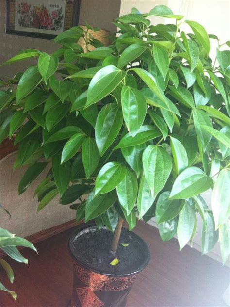客厅最旺宅的大型植物（客厅最旺宅的5种绿植）-流思百科
