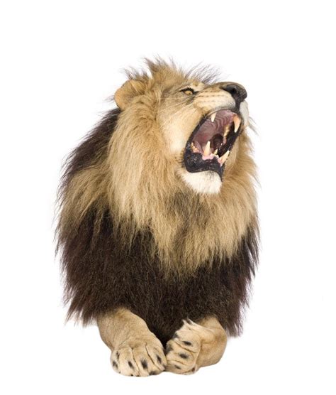 狮子吼叫,狮子的吼叫声,老虎的吼叫声_大山谷图库