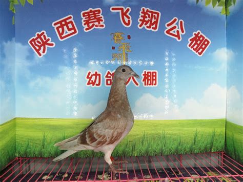 新改建鸽棚-中国信鸽信息网相册