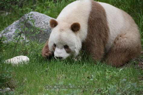 棕色大熊猫幼崽-大熊猫-陕西佛坪国家级自然保护区管理局