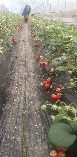 联系电话重庆普迪草莓采摘基地-重庆普迪农业发展有限公司