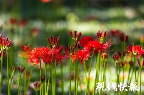 红色彼岸花温柔女生头像