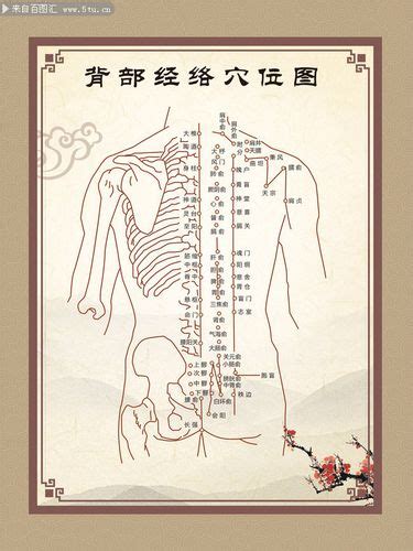 人体后背位置图图片