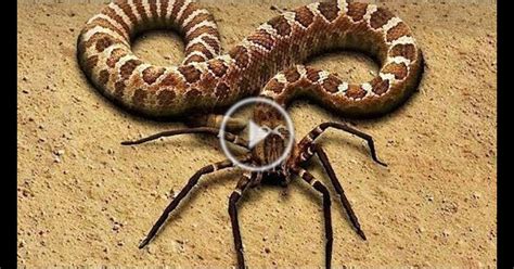 Top 10 Most Rarest Animals in the World - Top10ish