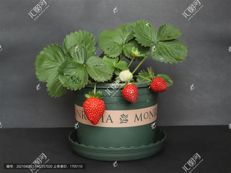 盆栽草莓,果实,植物花草,摄影素材,汇图网www.huitu.com