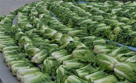 大量供应冬季大白菜_白菜价格行情_蔬菜商情网